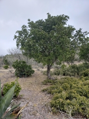 Sophoreae