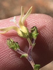 Wahlenbergia neorigida