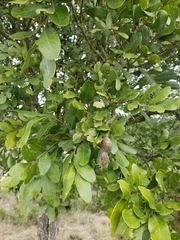 Sophoreae