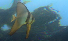 Platax boersii