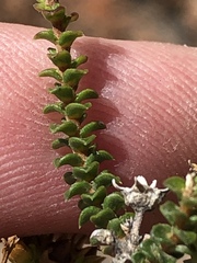 Wahlenbergia neorigida