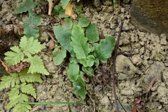 Tectaria zeilanica