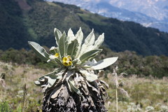 Espeletia pycnophylla