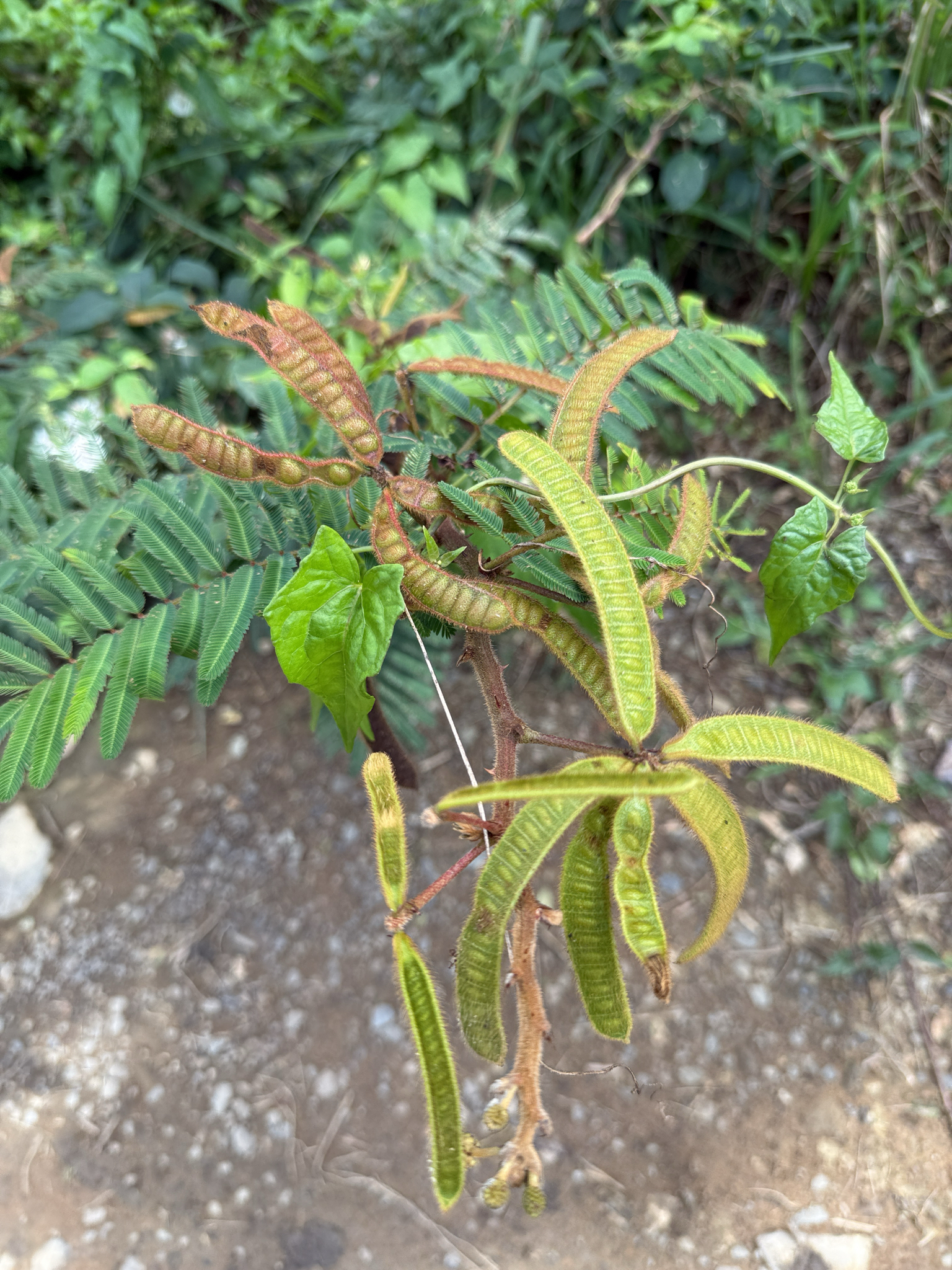 Mimosa gigante