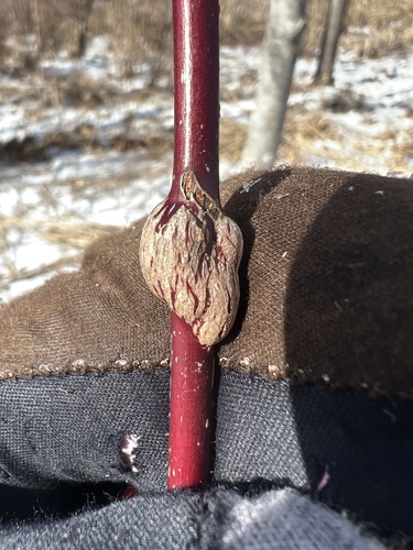 Unknown species found near Celery Farm, Allendale, NJ, US