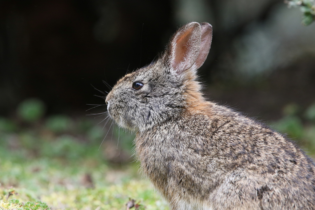 Andean Cottontail