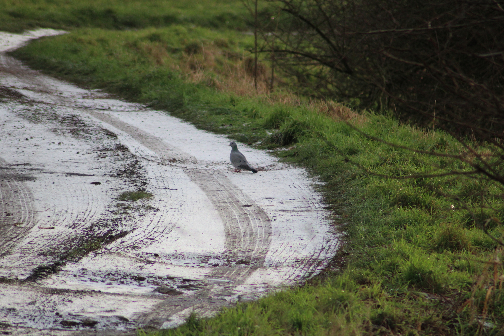 Stock Dove (Columba oenas), photo 5