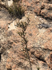 Wahlenbergia neorigida