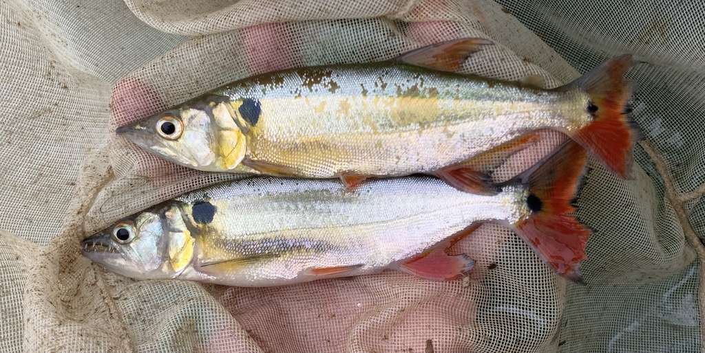 Acestrorhynchus abbreviatus