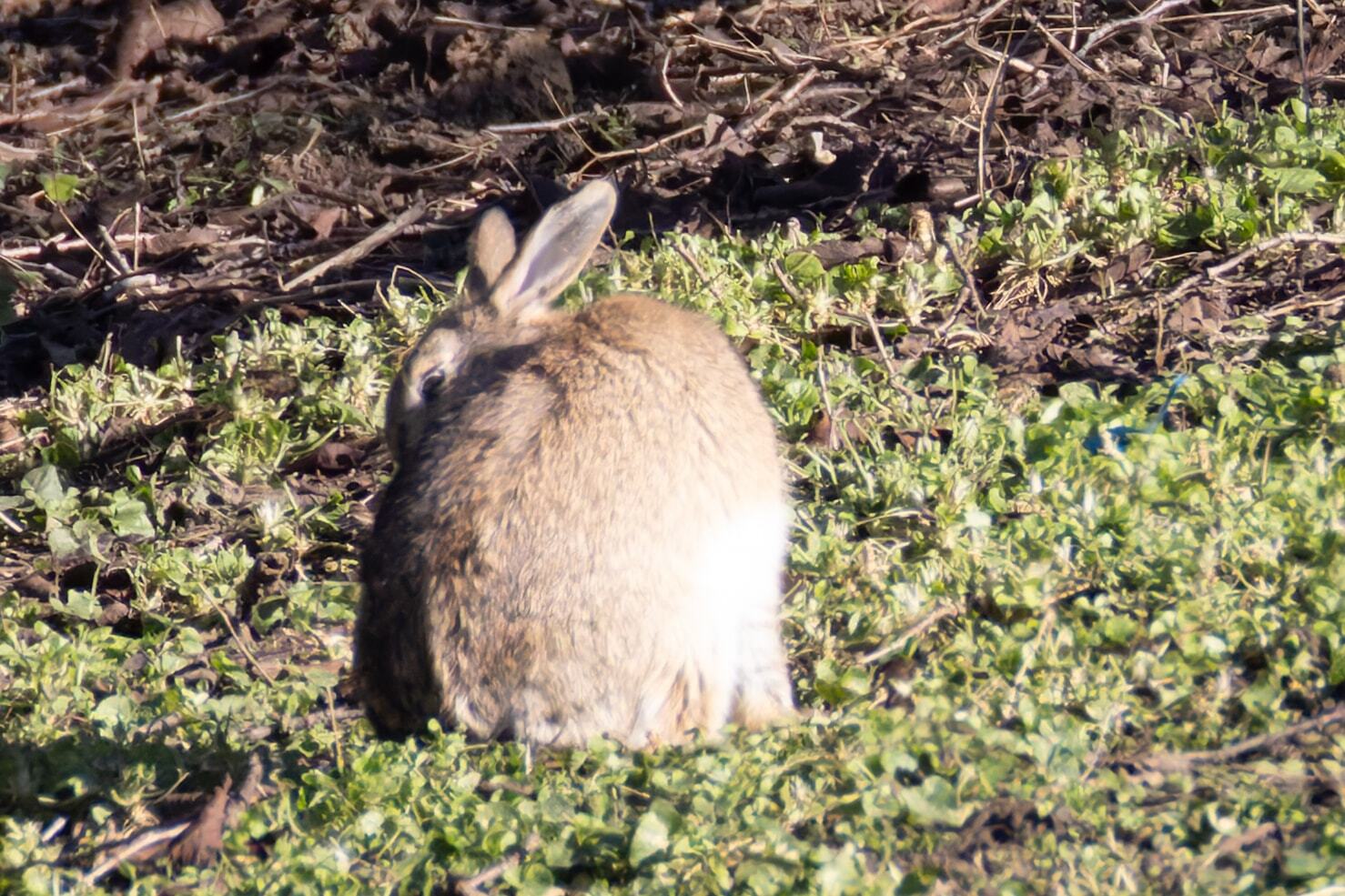 Oryctolagus cuniculus