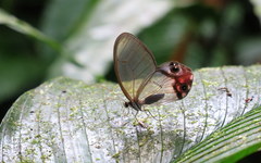 Haetera macleannania