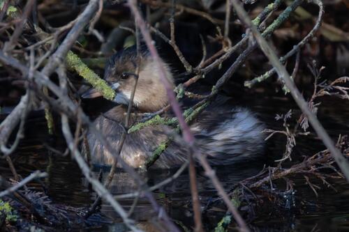 Little Grebe (Tachybaptus ruficollis), photo 6