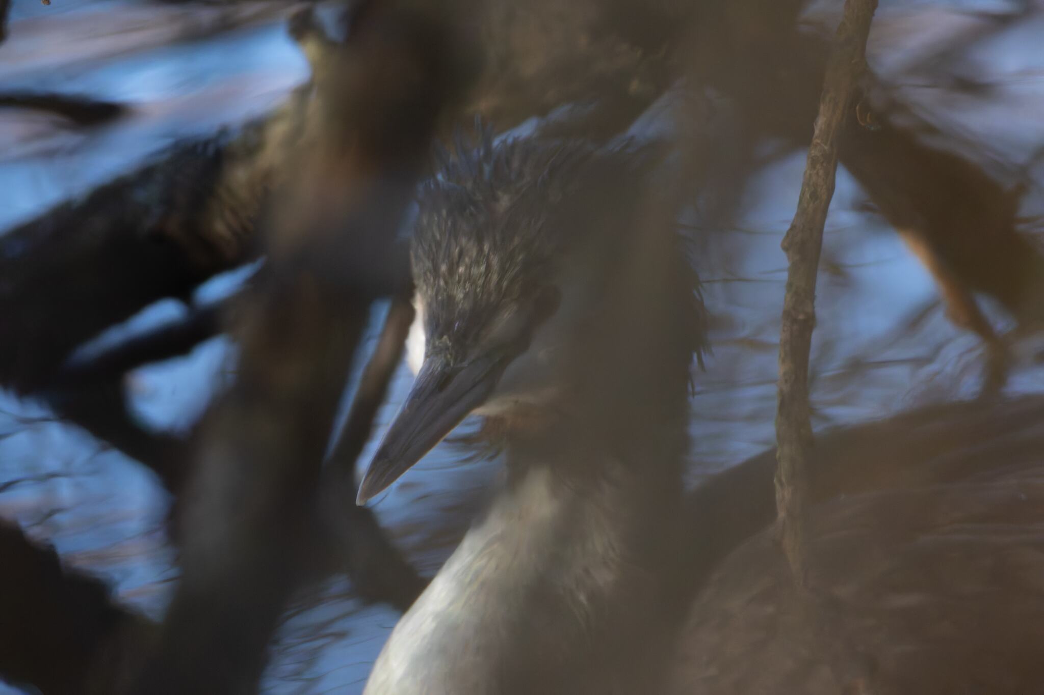 Great Crested Grebe (Podiceps cristatus), photo 2