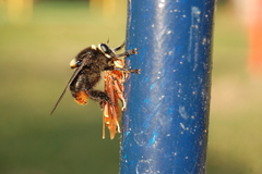 Mallophora ruficauda