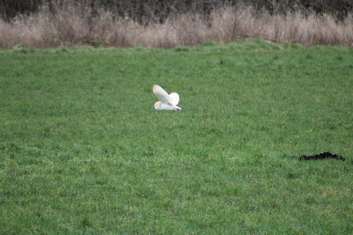 Western Barn Owl (Tyto alba), photo 3