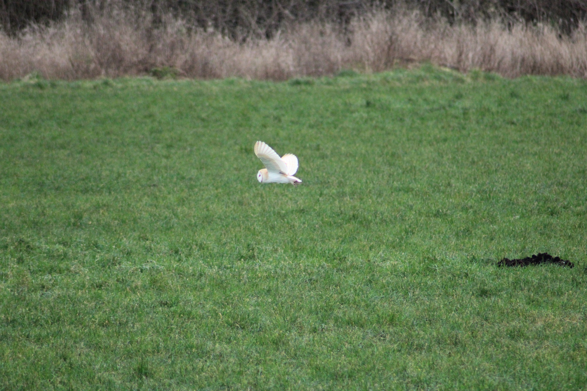 Western Barn Owl (Tyto alba), photo 3