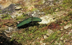 Chalcolepidius virens