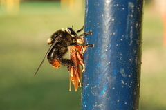 Mallophora ruficauda