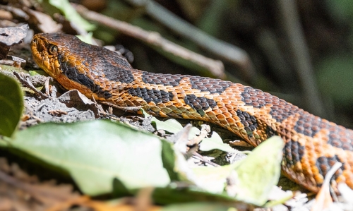 Wilson's Montane Pitviper