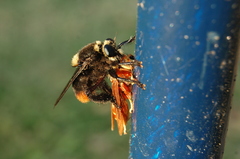 Mallophora ruficauda
