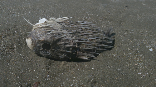 Longspined porcupinefish (Diodon holocanthus) — Diodontidae