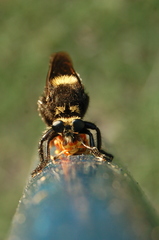 Mallophora ruficauda
