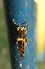 Mallophora ruficauda