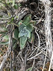 Dudleya saxosa collomiae
