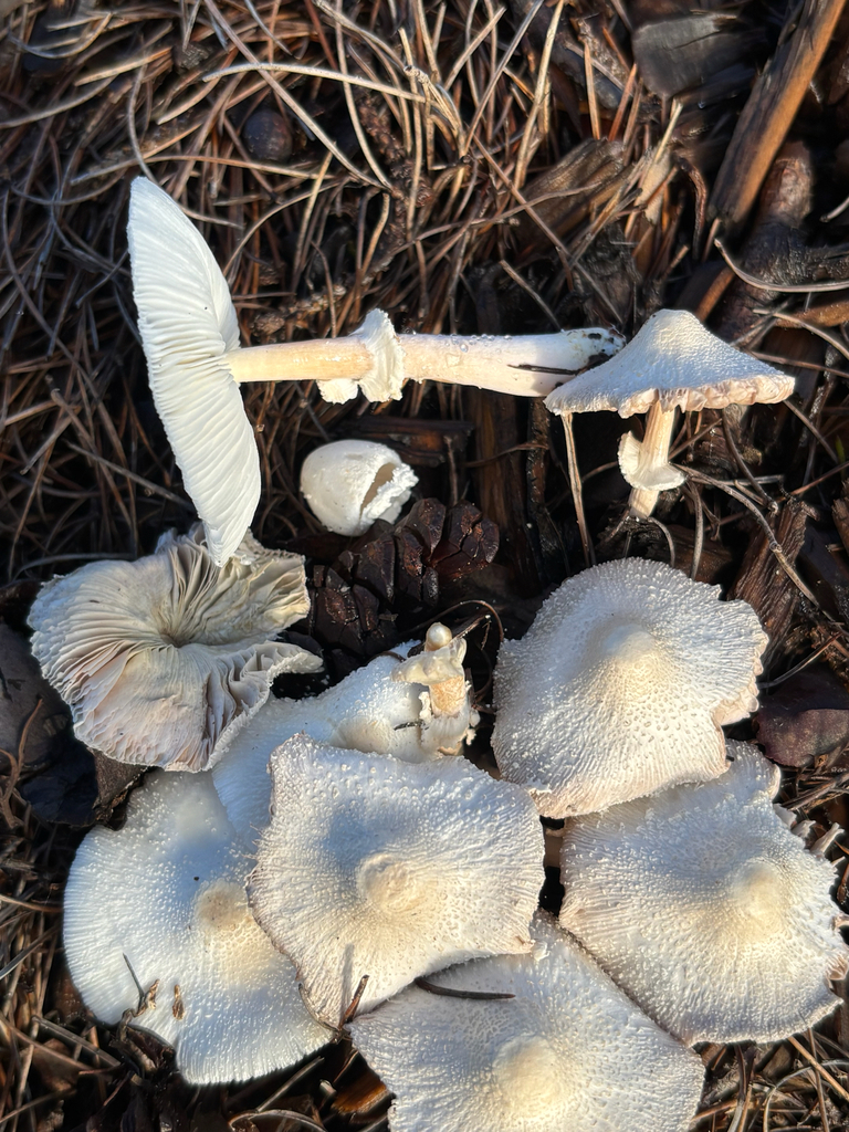 Leucocoprinus cepistipes · January 2026 · photo: © laiet17 (iNaturalist, CC)