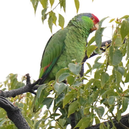 Red-crowned Amazon (Amazona viridigenalis), photo 4
