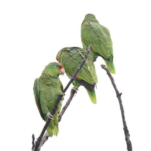 Red-crowned Amazon (Amazona viridigenalis), photo 5