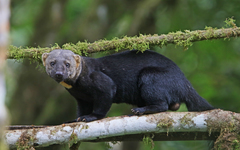 Tayra