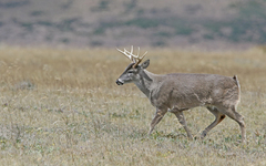 Odocoileus virginianus ustus