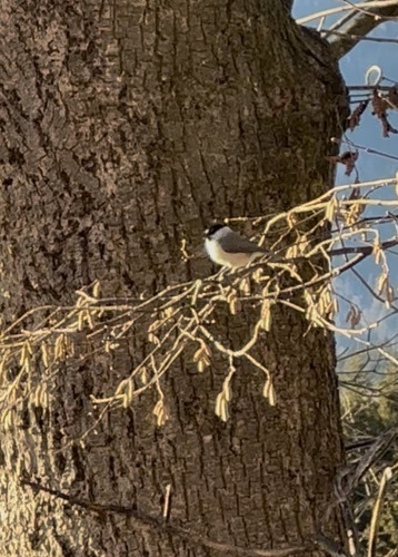 Marsh Tit (Poecile palustris), photo 3