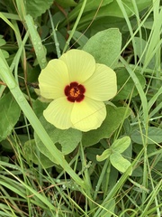 Hibiscus aethiopicus ovatus