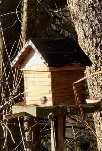 Marsh Tit (Poecile palustris), photo 4