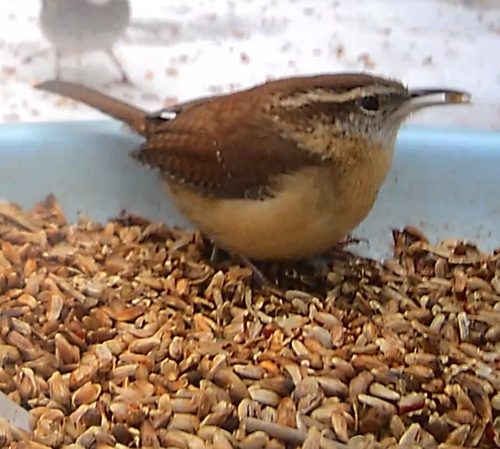 Carolina Wren (Thryothorus ludovicianus), photo 6