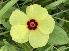 Hibiscus aethiopicus ovatus