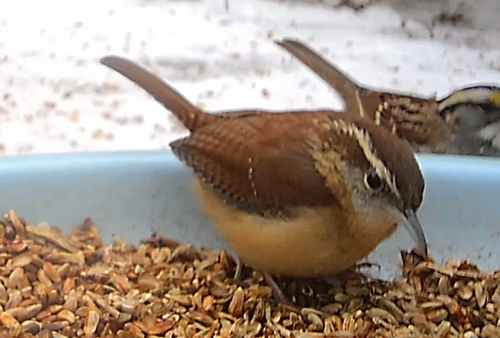 Carolina Wren (Thryothorus ludovicianus), photo 7