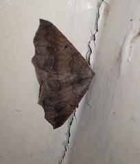 Prochoerodes forficaria