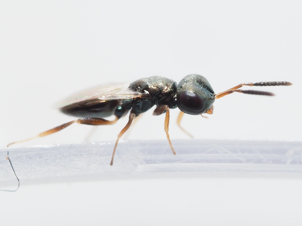 Coelopisthia extentus