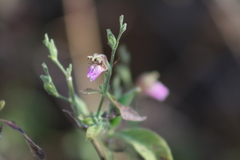 Justicia salviiflora
