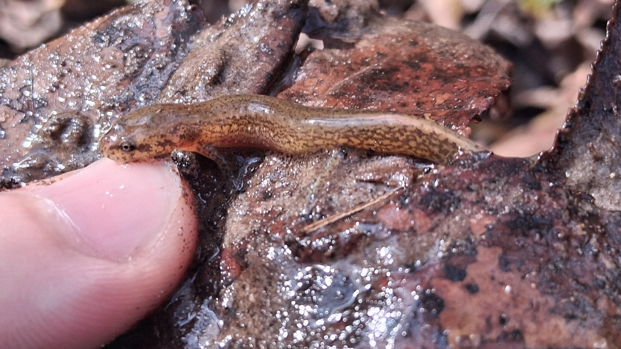 Eurycea cirrigera (Green, 1831)
