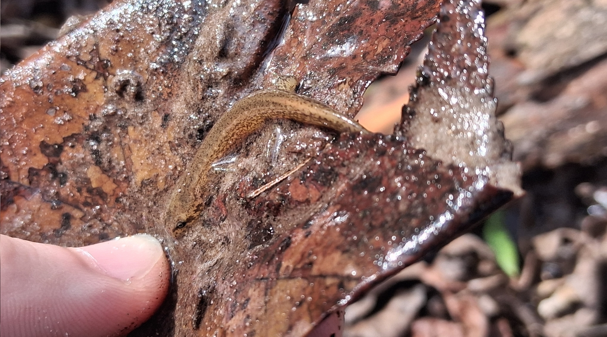 Eurycea cirrigera (Green, 1831)