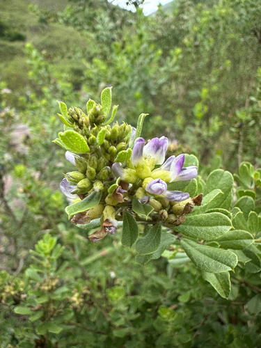Kite Hookleaf-Pea (Psoralea polysticta)