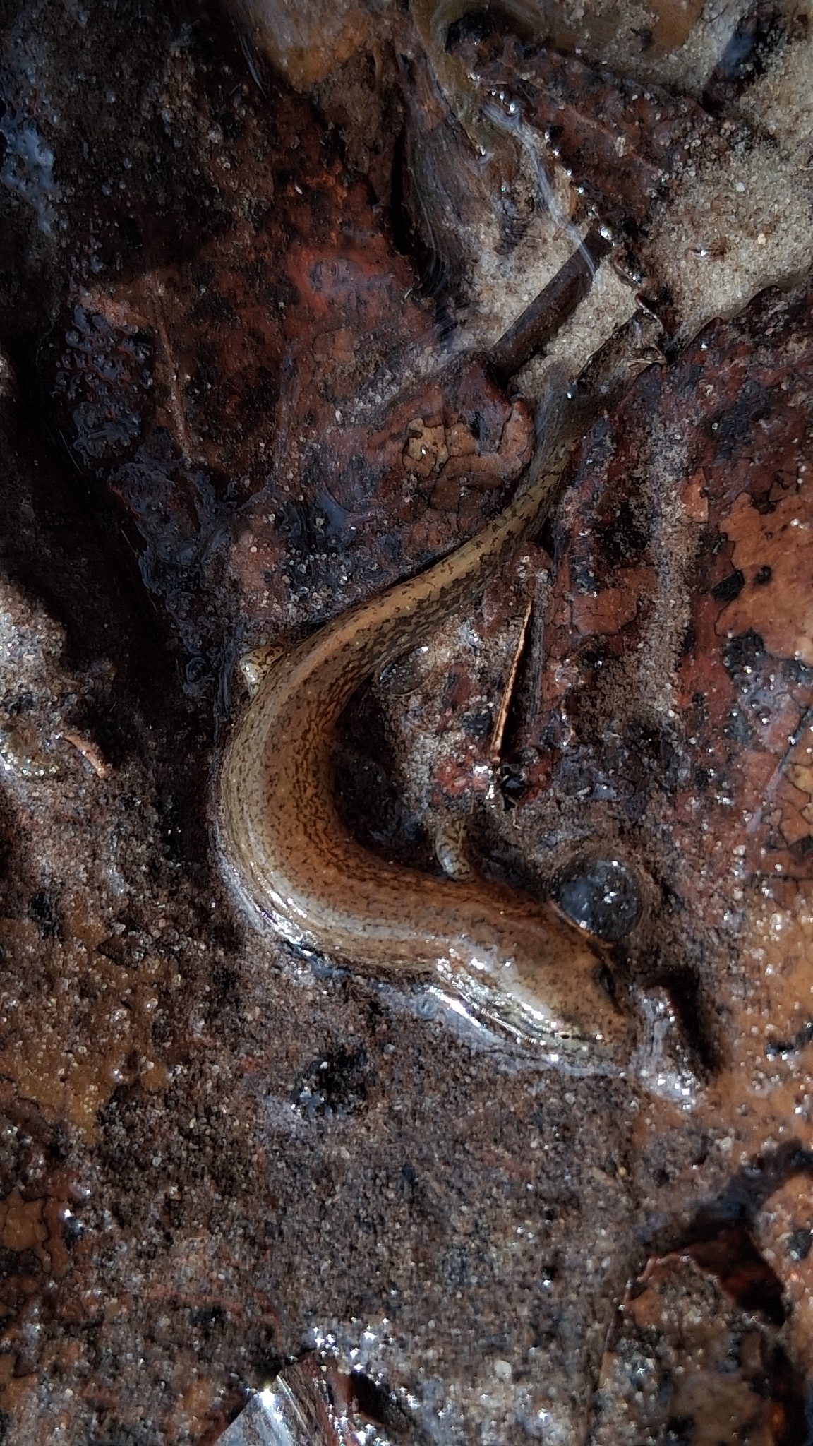 Eurycea cirrigera (Green, 1831)