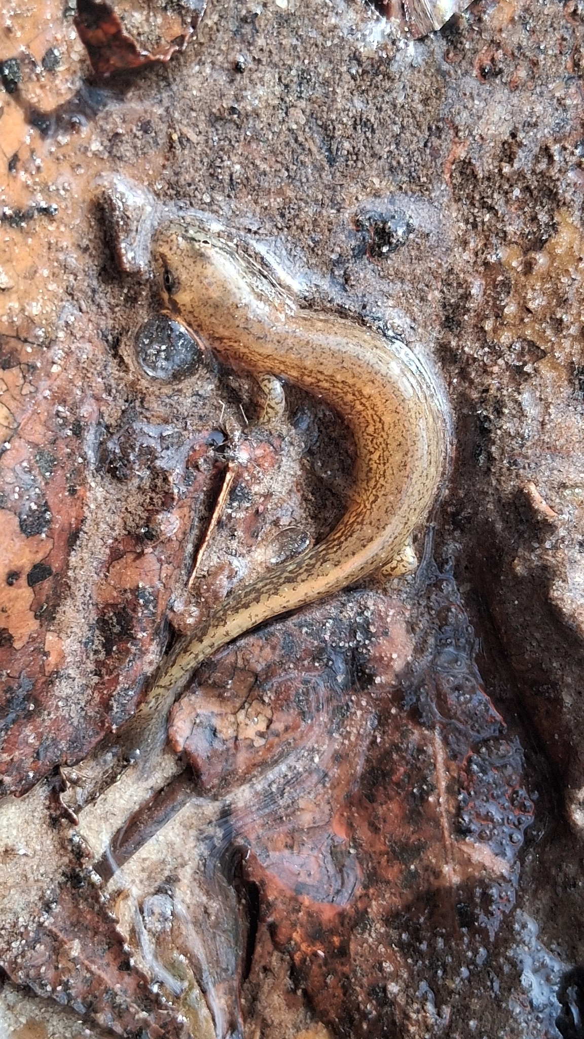 Eurycea cirrigera (Green, 1831)