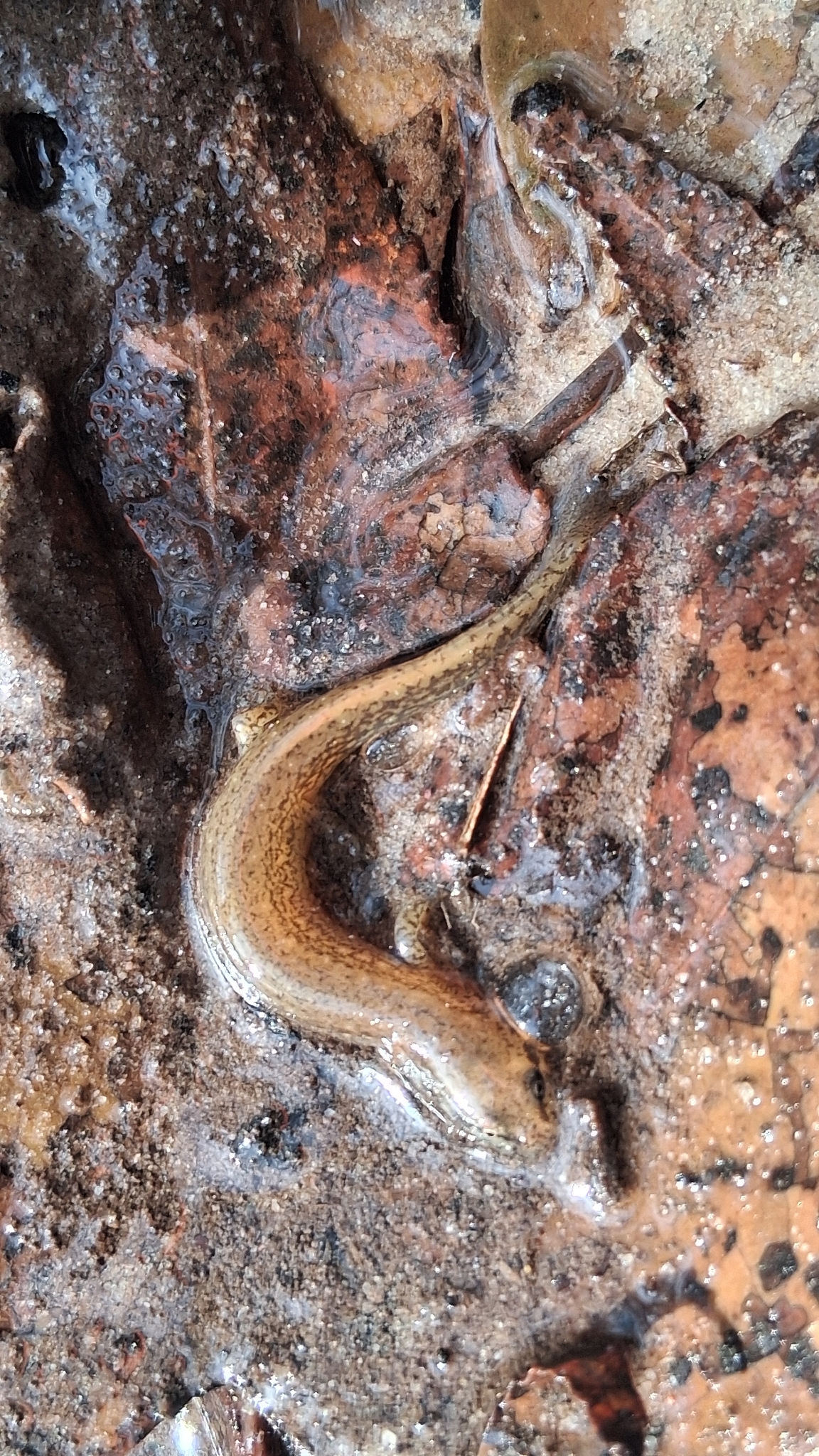 Eurycea cirrigera (Green, 1831)
