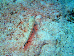 Parapercis hexophtalma