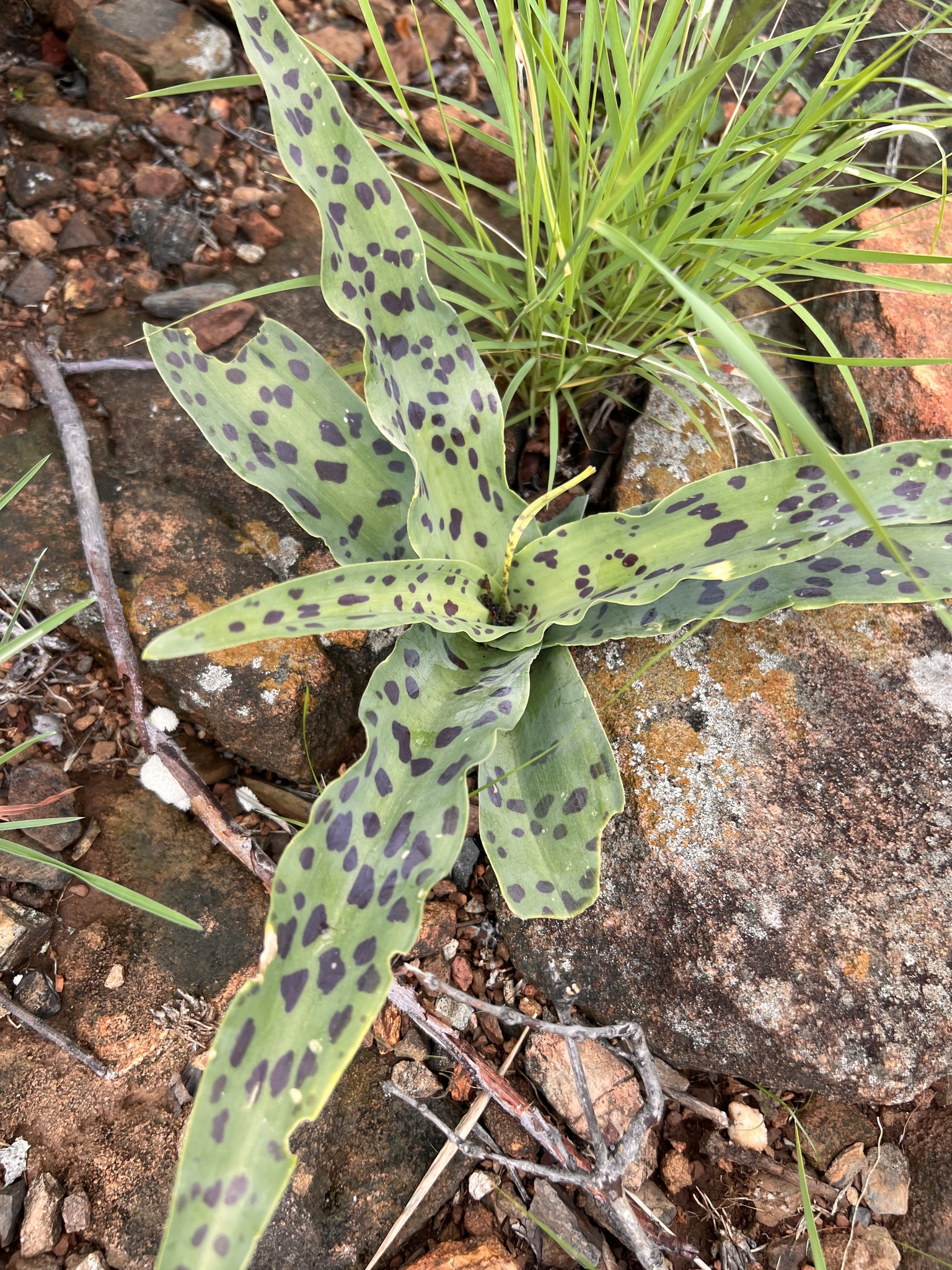 Ledebouria asperifolia (African Hyacinth)